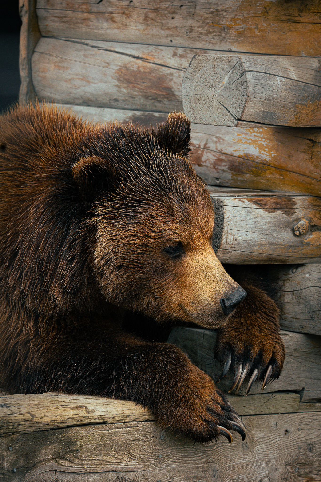 Wildlife photography